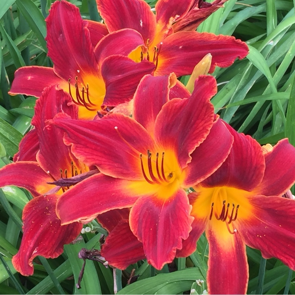 Meet your Posher, Dawn